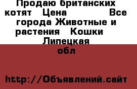 Продаю британских котят › Цена ­ 30 000 - Все города Животные и растения » Кошки   . Липецкая обл.